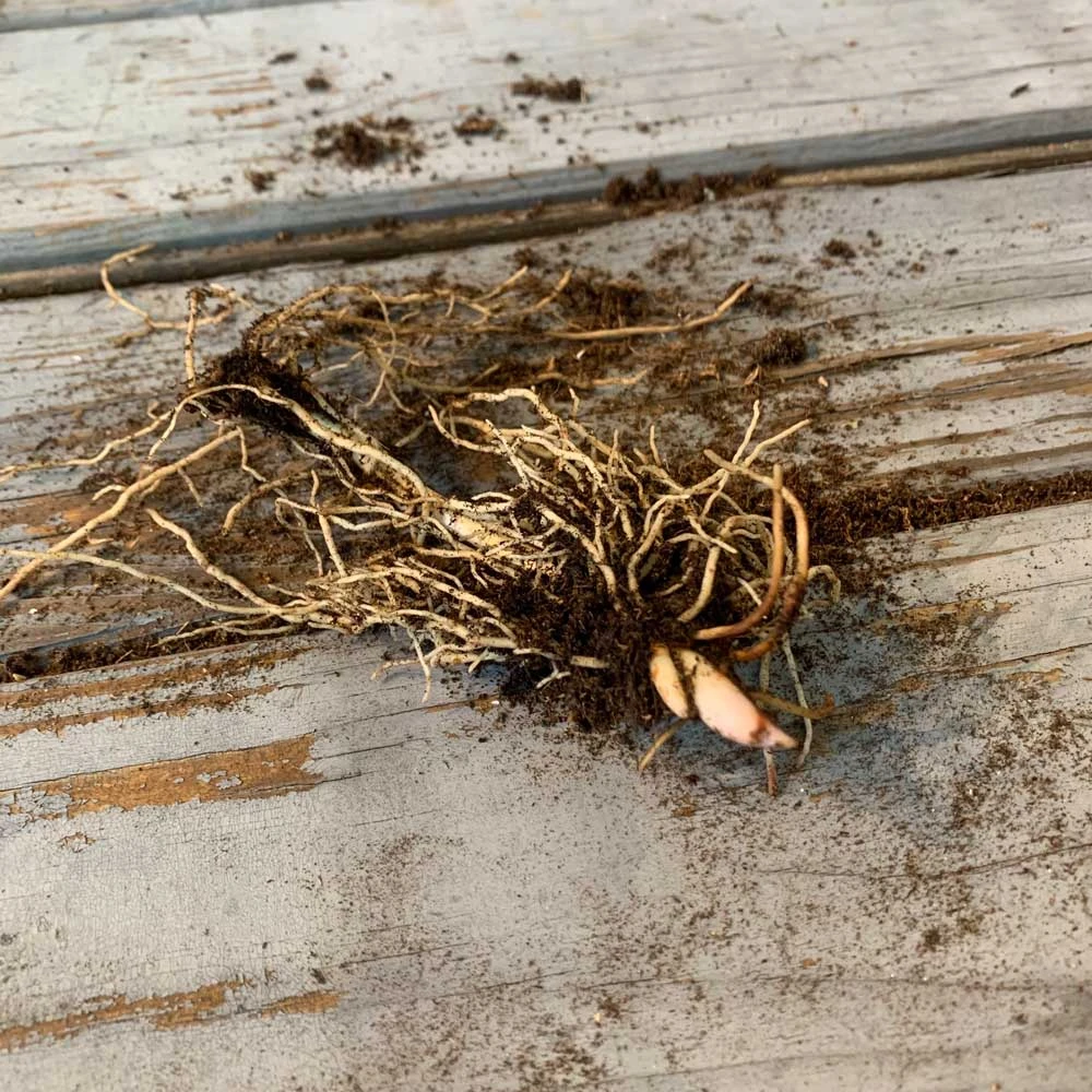 Lily Of The Valley Roots - Pink 2 Lily Of The Valley Roots - Pink - Image 2