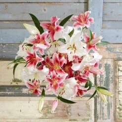 Premium Stargazer & Casablanca Lily Bulb Mix - Fragrant Garden Blooms