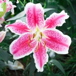Oriental Lily Bulbs - Stargazer