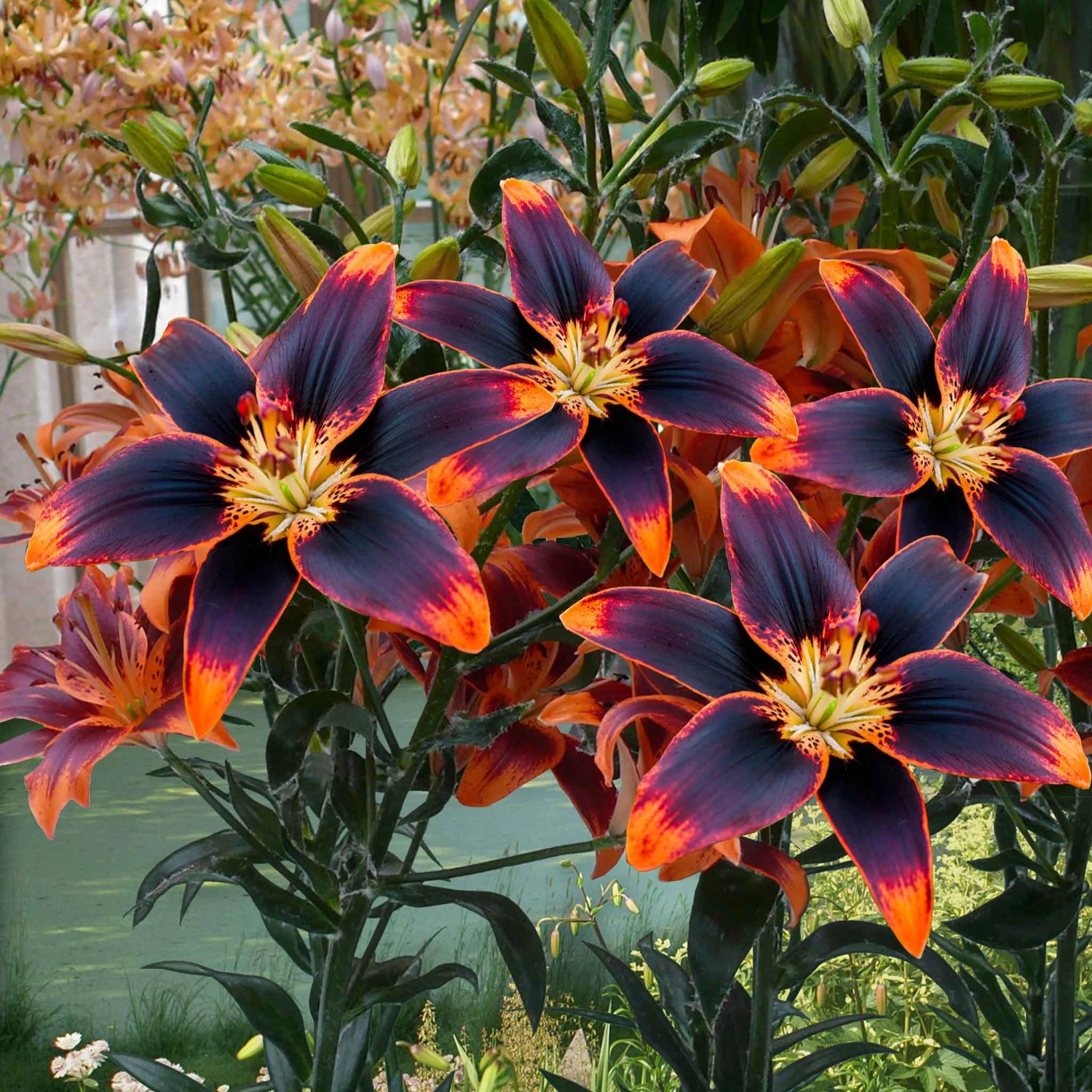 Asiatic Lily Bulbs - Starlette 2 Asiatic Lily Bulbs - Starlette - Image 2