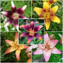 Vibrant Tango Mix Asiatic Lily Bulbs - Colorful Perennial Flower Set
