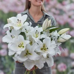 Lily Bulbs - Giant OT Zambesi -Eden Brothers Shop lily zambesi rit 3