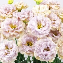 Celeb Blue Chateau Lisianthus Seeds - Unique Ruffled Lavender-Blue Blooms
