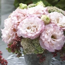 Corelli Peach Lisianthus Seeds - Double Fringed Cut Flower Seeds