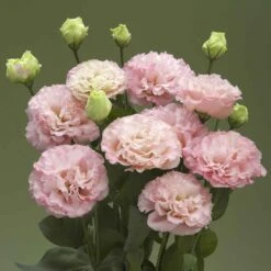 Corelli Peach Lisianthus Seeds - Double Fringed Cut Flower Seeds -Eden Brothers Shop lisianthus corelli peach bal 3