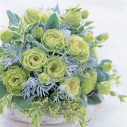 Green Lisianthus Seeds - Rosanne Green (F1) Unique Ruffled Blooms