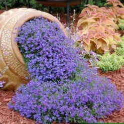 Lobelia Seeds - Blue Carpet