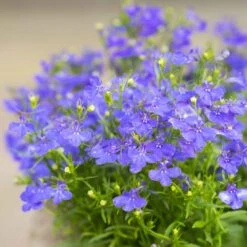 Lobelia Seeds - Blue Carpet -Eden Brothers Shop lobelia blue carpet shk 4