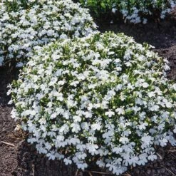 Lobelia Seeds - Palace White
