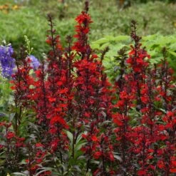 Scarlet Bronze Leaf Lobelia Seeds - Stunning Red Perennial Wildflower