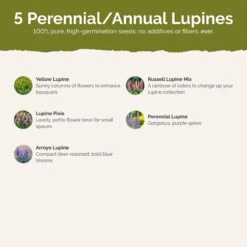 Premium Lupine Flower Seed Mix - Majestic Perennial Blooms for Gardens 6 Premium Lupine Flower Seed Mix - Majestic Perennial Blooms for Gardens -Eden Brothers Shop loopy SMISP115 st2