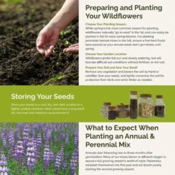 Premium Lupine Flower Seed Mix - Majestic Perennial Blooms for Gardens 7 Premium Lupine Flower Seed Mix - Majestic Perennial Blooms for Gardens -Eden Brothers Shop loopy SMISP115 st5