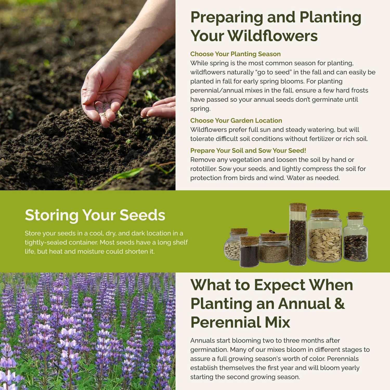 Premium Lupine Flower Seed Mix - Majestic Perennial Blooms for Gardens 4 Premium Lupine Flower Seed Mix - Majestic Perennial Blooms for Gardens - Image 4