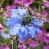 Love In A Mist Seeds - Blue