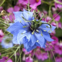 Love In A Mist Seeds - Blue