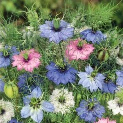 Love In A Mist Seeds - Mixed Colors