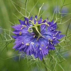 Love In A Mist Seeds - Persian Jewels Indigo Blue