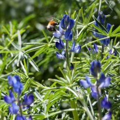 Arroyo Lupine Seeds -Eden Brothers Shop lupine arroyo shk 4
