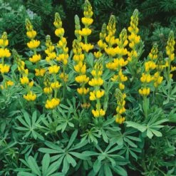 Annual Lupine Seeds - Golden Yellow