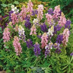 Lupine Seeds (Dwarf) - Pixie Mix