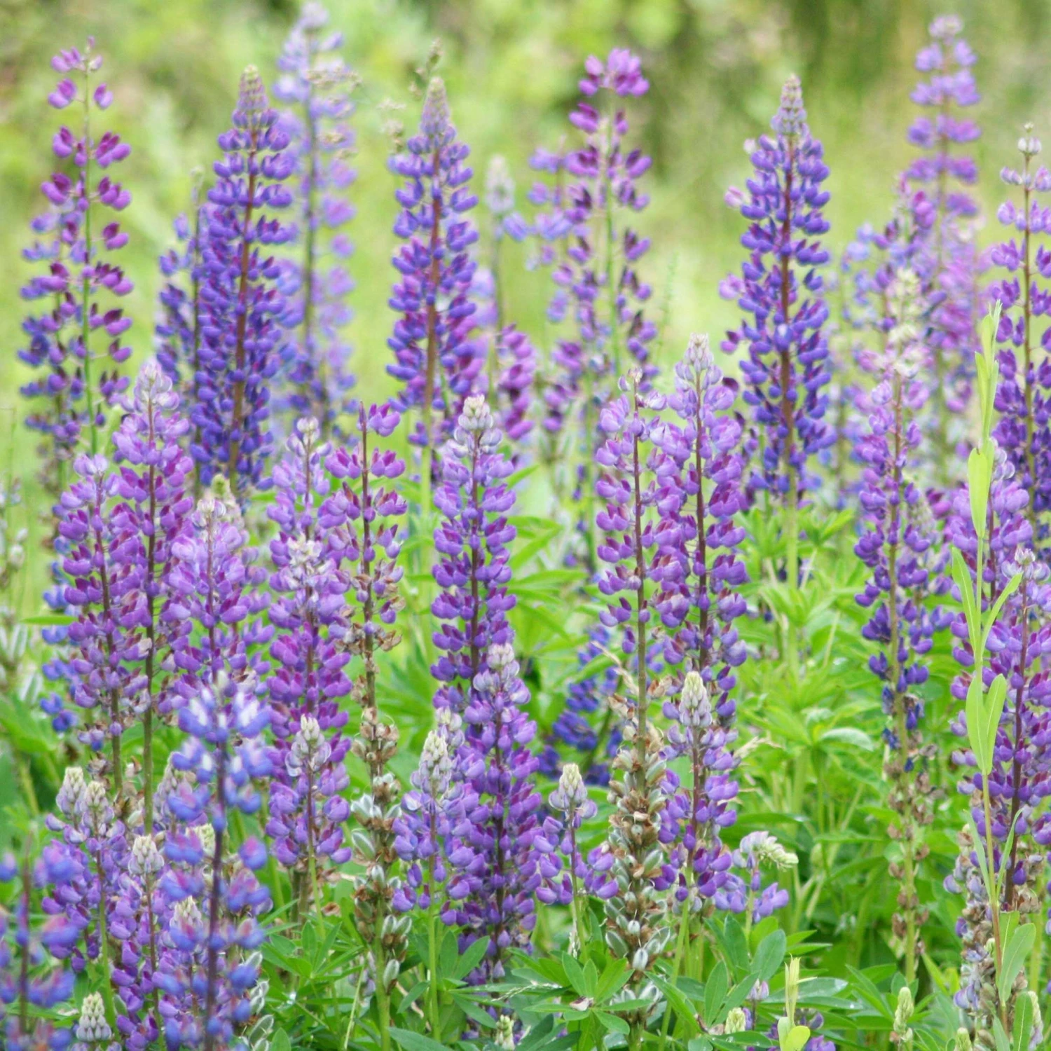 Wild Perennial Lupine Seeds 1 Wild Perennial Lupine Seeds