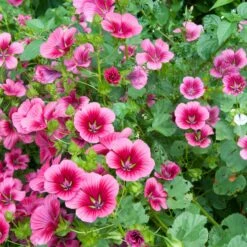 Vulcan Malope Seeds - Vibrant Dark Rose Annual Flower for Cottage Gardens