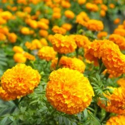 African Marigold Seeds - Smiles
