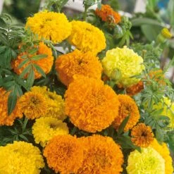 African Marigold Seeds - Sugar & Spice Mix