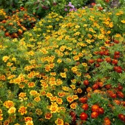 Dwarf French Marigold Seeds - Dainty Marietta for Garden Borders -Eden Brothers Shop marigold dainty marietta mac 3