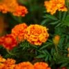 French Marigold Seeds (Double) - Fiesta Vibrant Garden Flower Seeds