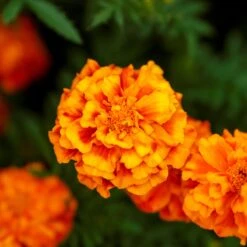 French Marigold Seeds (Double) - Fiesta Vibrant Garden Flower Seeds -Eden Brothers Shop marigold fiesta mac 3