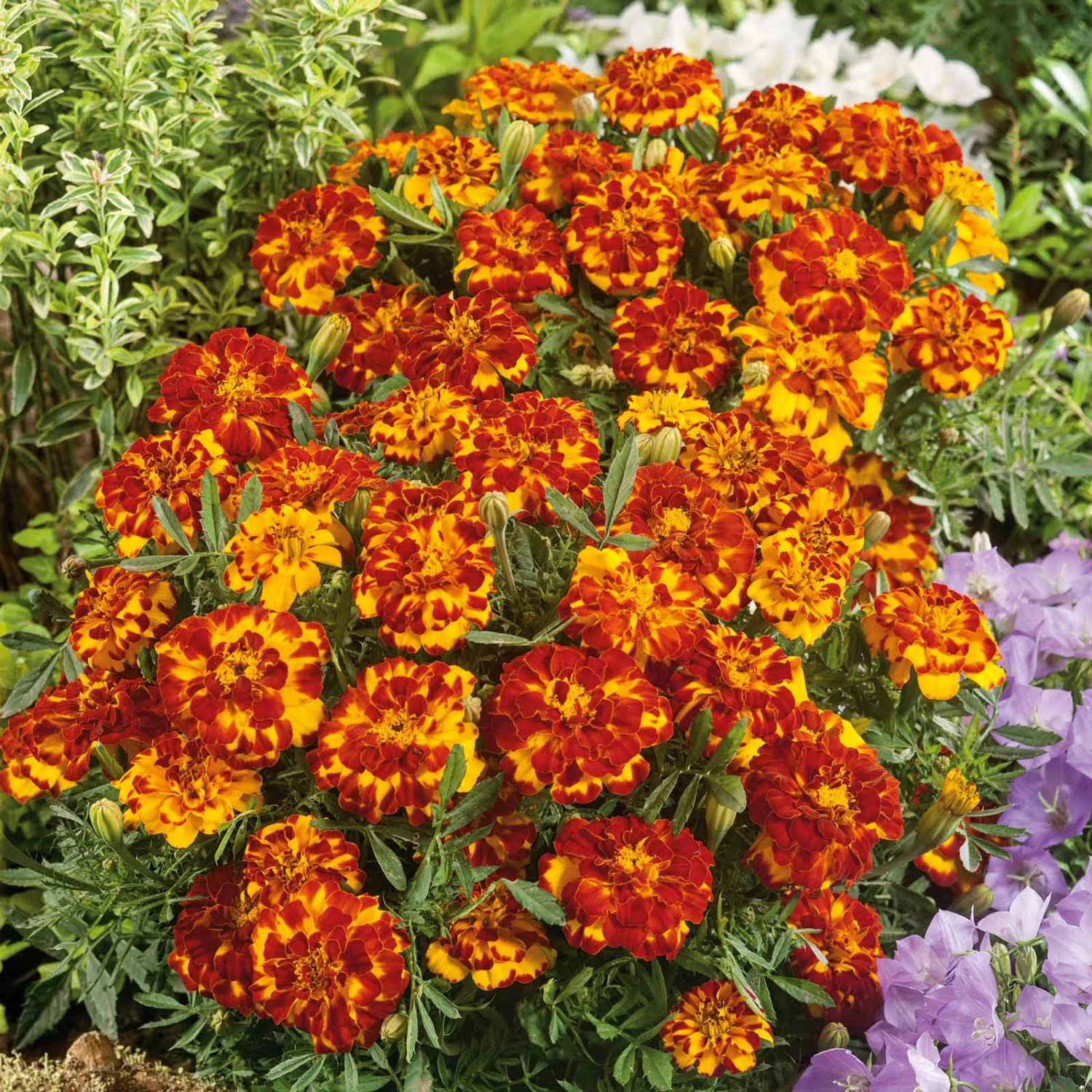 French Marigold Seeds - Bolero 1 French Marigold Seeds - Bolero