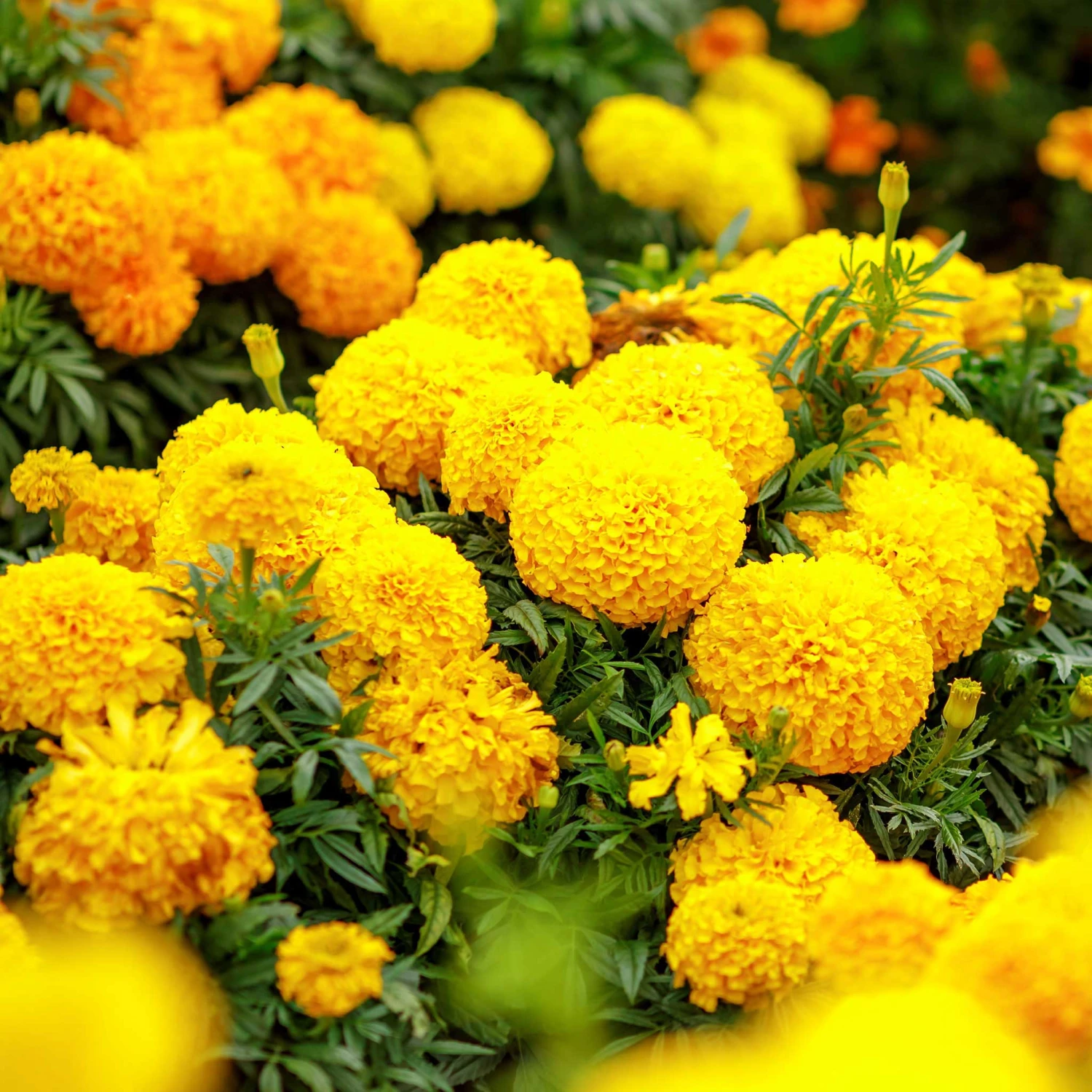 African Marigold Seeds - Mary Helen 2 African Marigold Seeds - Mary Helen - Image 2