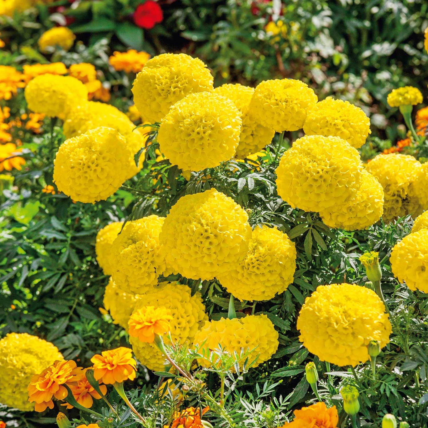 African Marigold Seeds - Mary Helen 1 African Marigold Seeds - Mary Helen