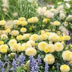 African Marigold Seeds - Moonlight