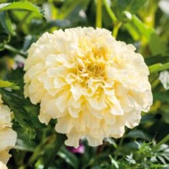 African Marigold Seeds - Moonlight -Eden Brothers Shop marigold moonlight ndp 3