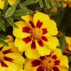French Marigold Seeds (Dwarf) - Naughty Marietta -Eden Brothers Shop marigold naughty marietta mac 4