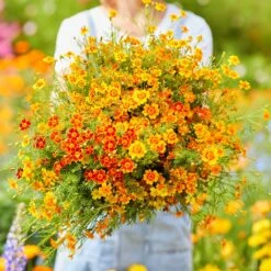 Vibrant Marigold Starfire Mix Seeds - Colorful Annual Blooms