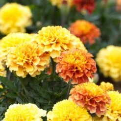 Marigold Seeds - Strawberry Blonde -Eden Brothers Shop marigold strawberry blonde aly 4
