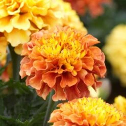 Marigold Seeds - Strawberry Blonde -Eden Brothers Shop marigold strawberry blonde aly 5
