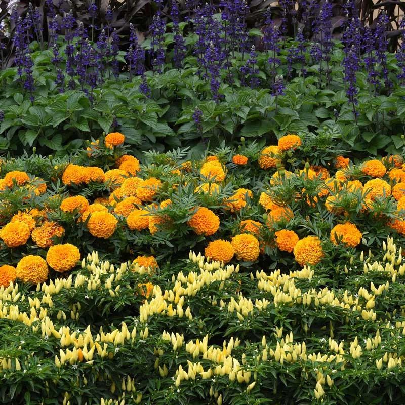 Taishan Orange African Marigold Seeds - Vibrant, Large-Bloom Garden Flowers 1 Taishan Orange African Marigold Seeds - Vibrant, Large-Bloom Garden Flowers