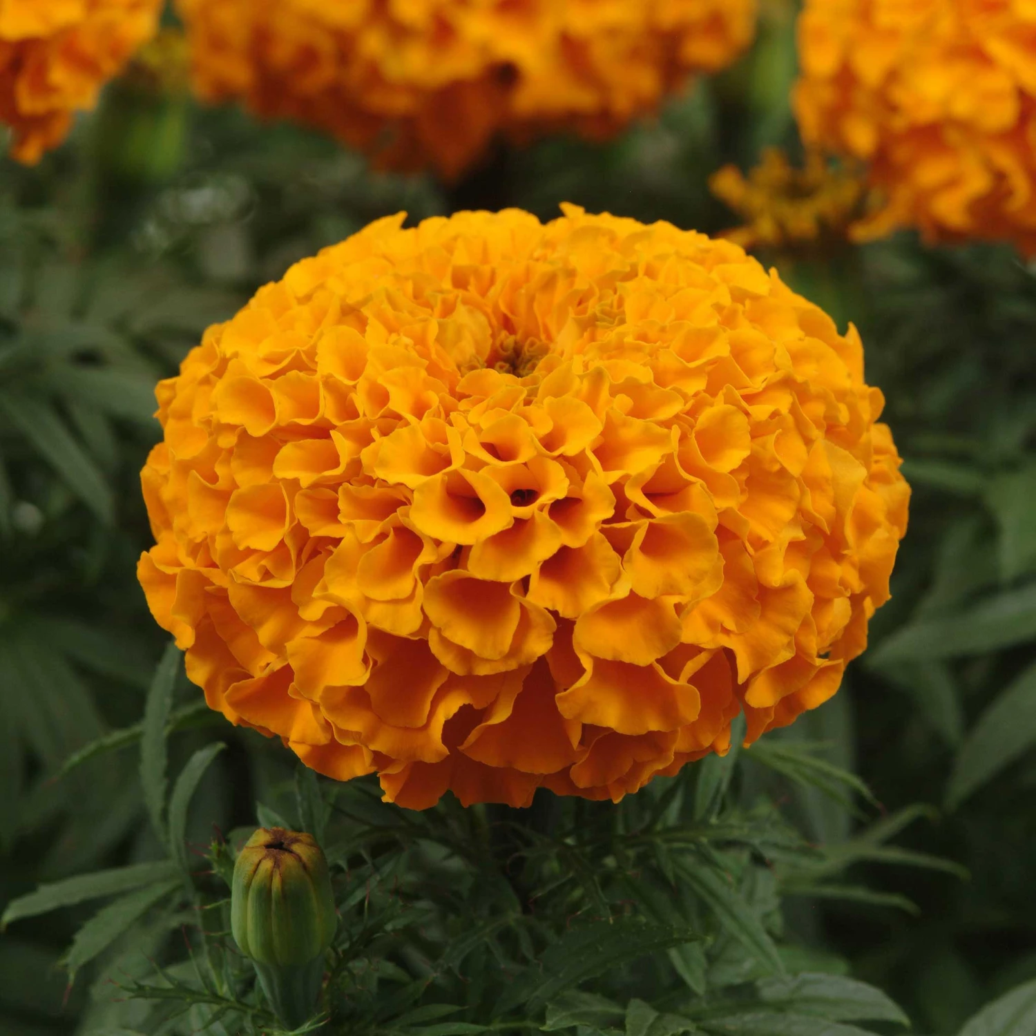 Taishan Orange African Marigold Seeds - Vibrant, Large-Bloom Garden Flowers 2 Taishan Orange African Marigold Seeds - Vibrant, Large-Bloom Garden Flowers - Image 2