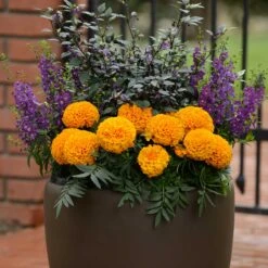 Taishan Orange African Marigold Seeds - Vibrant, Large-Bloom Garden Flowers 7 Taishan Orange African Marigold Seeds - Vibrant, Large-Bloom Garden Flowers -Eden Brothers Shop marigold taishan orange bal 3