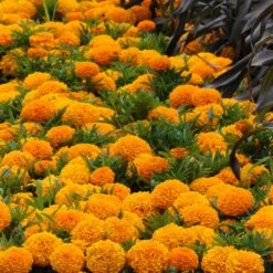 Taishan Orange African Marigold Seeds - Vibrant, Large-Bloom Garden Flowers 8 Taishan Orange African Marigold Seeds - Vibrant, Large-Bloom Garden Flowers -Eden Brothers Shop marigold taishan orange bal 4