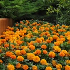Taishan Orange African Marigold Seeds - Vibrant, Large-Bloom Garden Flowers 9 Taishan Orange African Marigold Seeds - Vibrant, Large-Bloom Garden Flowers -Eden Brothers Shop marigold taishan orange bal 5