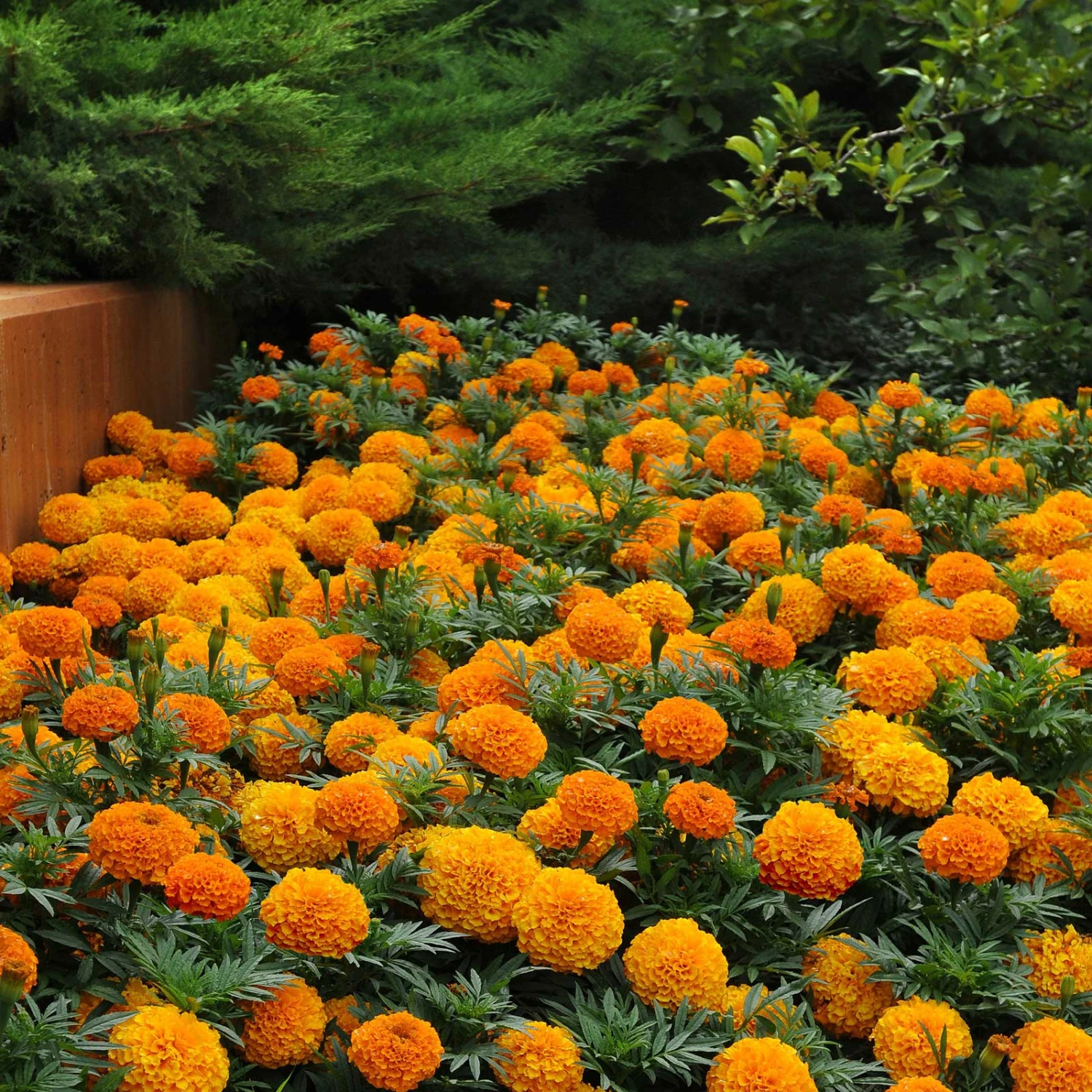 Taishan Orange African Marigold Seeds - Vibrant, Large-Bloom Garden Flowers 5 Taishan Orange African Marigold Seeds - Vibrant, Large-Bloom Garden Flowers - Image 5
