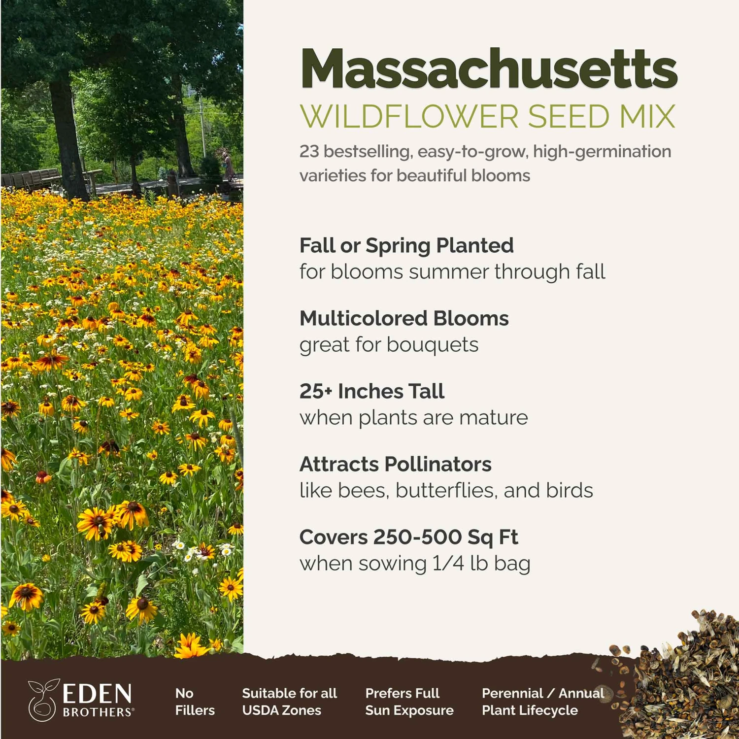 Massachusetts Wildflower Seed Mix 2 Massachusetts Wildflower Seed Mix - Image 2