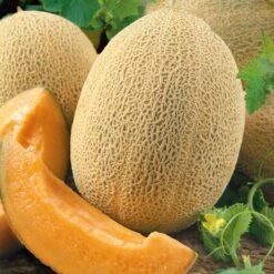 Ananas Melon Seeds - Rare 1800s Heirloom Sweet Muskmelon Seeds