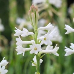 Fragrant Mexican Tuberose Bulbs - Creamy White Single Blooms