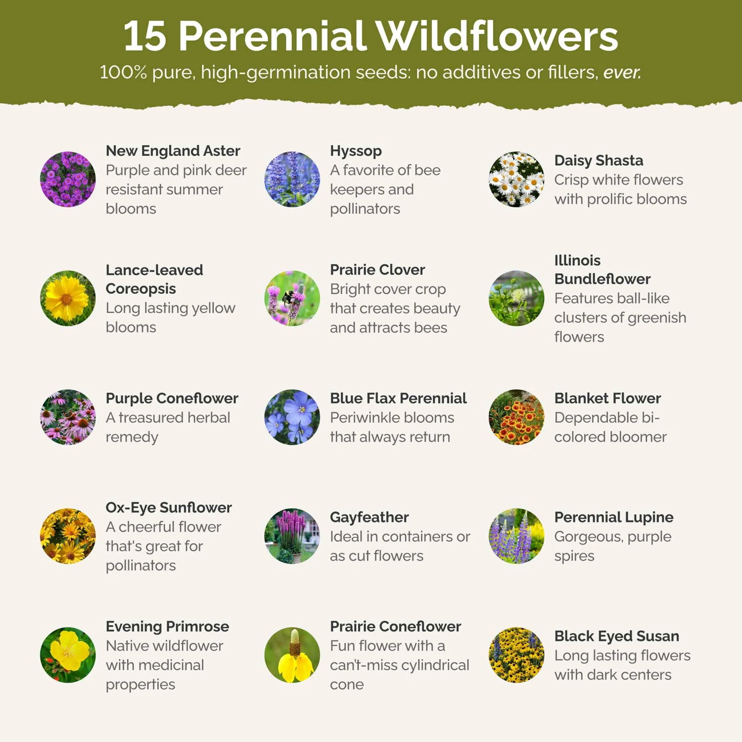 Midwest Perennial Wildflower Seed Mix - Low Maintenance Pollinator Garden 3 Midwest Perennial Wildflower Seed Mix - Low Maintenance Pollinator Garden - Image 3